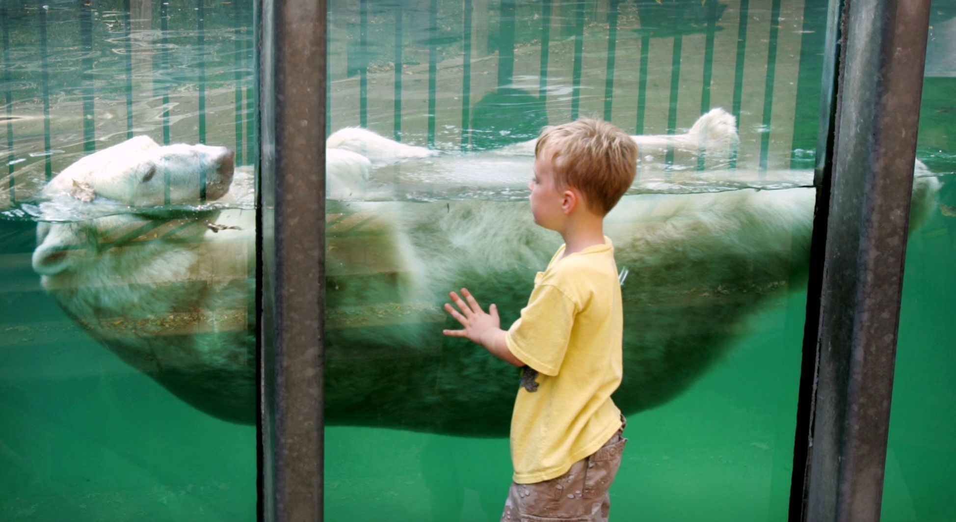 Make a polar bear craft